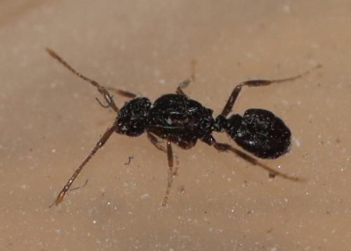 Tetramorium atratulum